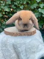 Lieve minilop konijntjes, Dieren en Toebehoren, Konijnen