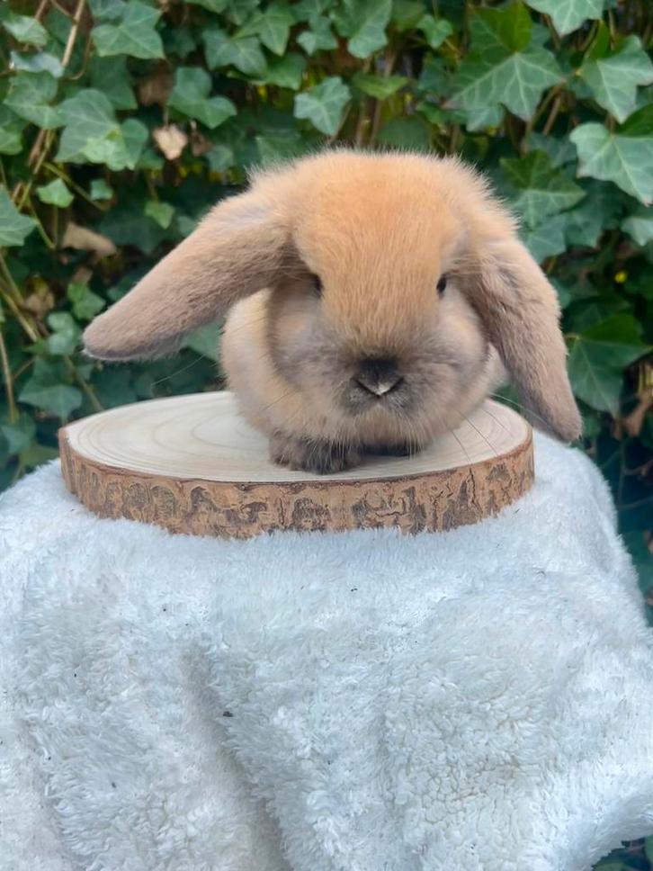 Lieve minilop konijntjes, Dieren en Toebehoren, Konijnen