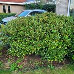 Gratis Struiken  2 skimmia  1 iets anders, Ophalen, Overige soorten, Struik, Minder dan 100 cm