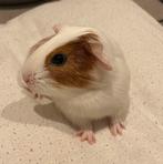 Cavia baby (21 okt) zeugje - vrouwtje tam, Dieren en Toebehoren, Cavia, Vrouwelijk, Tam, Oktober
