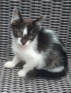 Twee prachtige kittenkaters😻😻gevaccineerd (2x) en gechipt, Kater