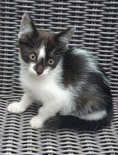 Twee prachtige kittenkaters😻😻gevaccineerd (2x) en gechipt, Dieren en Toebehoren, Katten en Kittens | Overige Katten, Kater