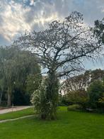20 Fruitbomen te koop - Zelf afzagen en afvoeren., Volle zon, Lente, 400 cm of meer, Overige soorten