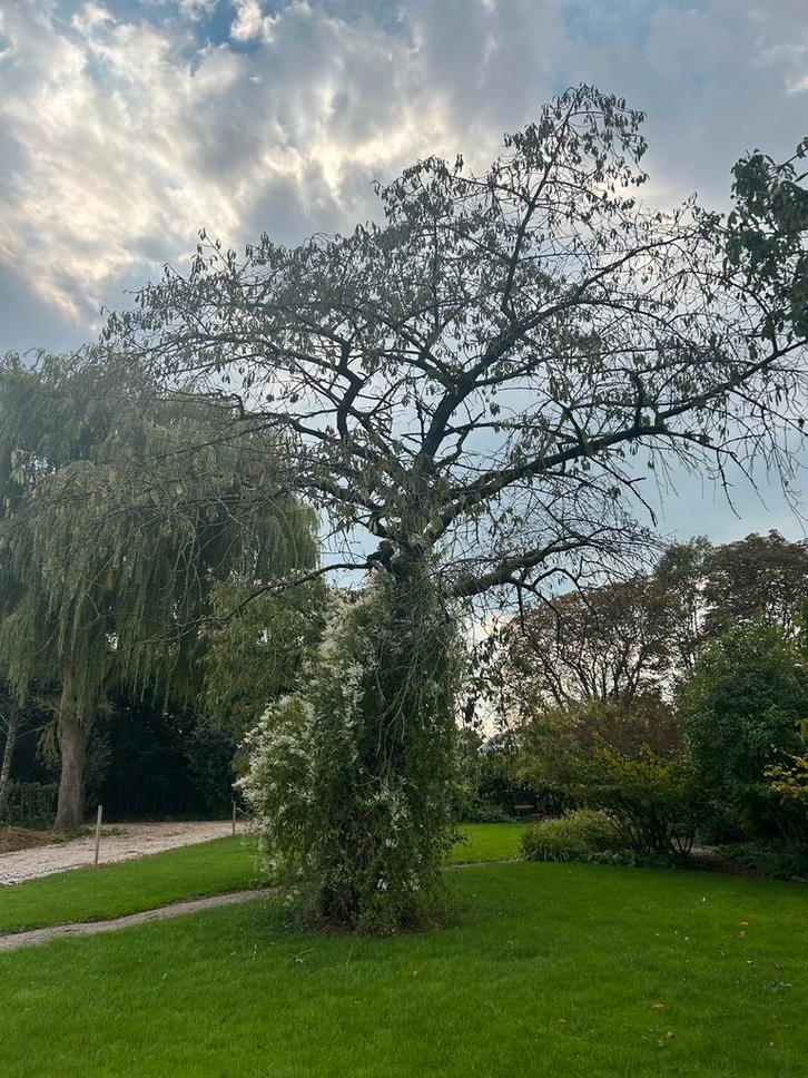 20 Fruitbomen te koop - Zelf afzagen en afvoeren., Tuin en Terras, Planten | Bomen, Overige soorten, 400 cm of meer, Volle zon