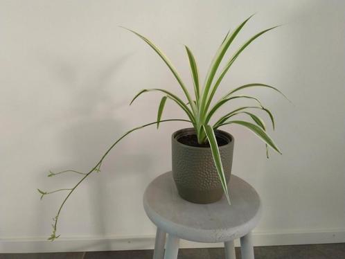 Graslelie in een nieuwe Kapern Matt bloempot, in bloei, Huis en Inrichting, Kamerplanten, Overige soorten, Minder dan 100 cm, Groene kamerplant