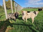 Ouessant schapen | Dekram te leen | Diverse kleuren