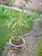 bamboe plant, Ophalen, Bamboe, Struik, 100 tot 250 cm