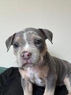 Exotic/Pocket American Bully Pups, Dieren en Toebehoren, Overige rassen, CDV (hondenziekte), 8 tot 15 weken, Meerdere