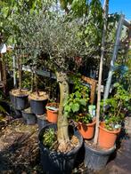 Olijf bomen grote kuip dikke stam van een meter dan de kruin, Tuin en Terras, Planten | Bomen, Bloeit niet, 100 tot 250 cm, Olijfboom