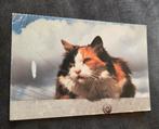 Mooie poes met 3 kleuren, Verzenden, 1980 tot heden, Gelopen, Hond of Kat