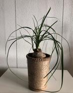 Nolina Beaucarnea Recurvata H42cm, echte plant inclusief pot, Huis en Inrichting, Kamerplanten, Overige soorten, Minder dan 100 cm