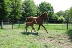 Gelders rijpaard / fokmerrie / draagmerrie, Dieren en Toebehoren, Paarden, Merrie, B, Gechipt, 7 tot 10 jaar