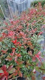 Photinia red robin groenblijvend Hoogte 80/100 cm, Ophalen of Verzenden, Halfschaduw