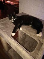 Maxime is een kater van nog geen jaar oud ., Dieren en Toebehoren