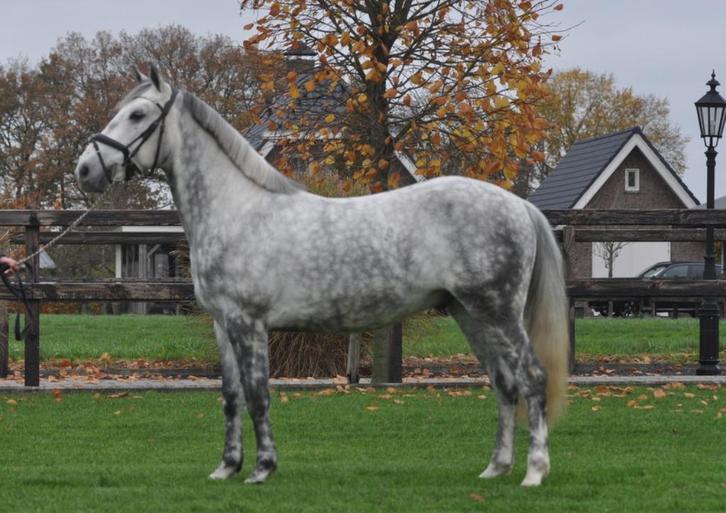 meerdere ponys te koop, Dieren en Toebehoren, Pony's, Ruin, B, D pony (1.37m tot 1.48m), Recreatiepony, 3 tot 6 jaar, Gechipt