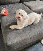 Maltipoo puppy’s, 15 weken tot 1 jaar, Overige rassen, CDV (hondenziekte), Meerdere