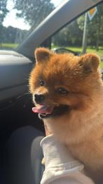 Pomeriaan, CDV (hondenziekte), Keeshond, Reu, 1 tot 2 jaar