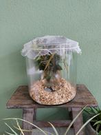 Complete bak met 3 wandelende takken, Dieren en Toebehoren, Insecten en Spinnen, Wandelende tak