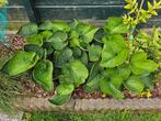 Kaukasisch vergeetmenietje - 8 stuks - biologisch!, Ophalen, Bodembedekkers, Vaste plant, Halfschaduw