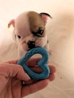 Joyful Old English Bulldog Puppies, Dieren en Toebehoren, Rabiës (hondsdolheid), 8 tot 15 weken, Bulldog, Meerdere