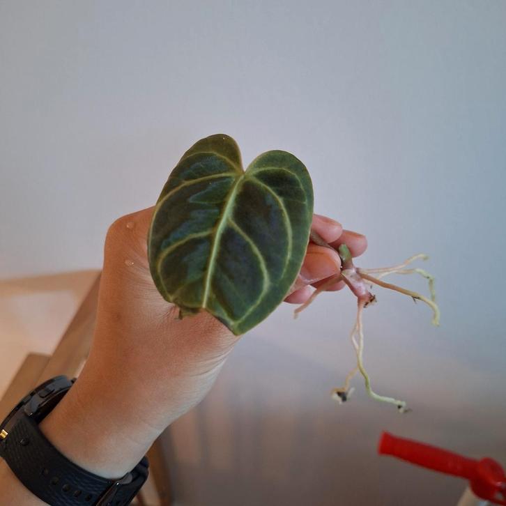 Anthurium Regale, Huis en Inrichting, Kamerplanten, Minder dan 100 cm, Halfschaduw, Ophalen of Verzenden