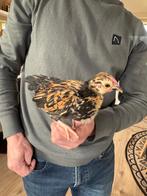 Serama kuikens, Dieren en Toebehoren, Meerdere dieren, Kip