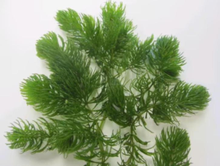 Fonteinkruid, Hoornblad, vederkruid, waterpest waterplanten, Tuin en Terras, Vijvers, Nieuw, Ophalen