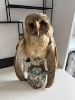 Opgezette Kerk Uil, Verzamelen, Dierenverzamelingen, Ophalen, Zo goed als nieuw, Vogel, Opgezet dier