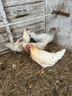4 jonge hennen, Dieren en Toebehoren, Pluimvee, Vrouwelijk, Kip