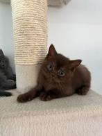 Britse korthaar kitten%100 ( nog 1 beschikbaar), Dieren en Toebehoren, Katten en Kittens | Raskatten | Langhaar, Kater, Ontwormd