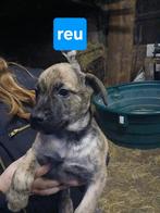 Nog 1 mooie pup, Dieren en Toebehoren, Rabiës (hondsdolheid), Overige rassen, 8 tot 15 weken, Meerdere