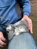 Jongen franse hangoren Tt kwaliteit, Dieren en Toebehoren, Konijnen, Meerdere dieren, Groot