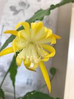 epiphyllum cactus macranthus gewortelde stekken, Minder dan 100 cm, Bloeiende kamerplant, Halfschaduw, Ophalen of Verzenden