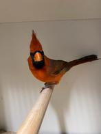 Rode Kardinaal, Dieren en Toebehoren, Vogels | Overige Vogels, Meerdere dieren, Wildzangvogel, Geringd