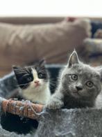 Kittens, Dieren en Toebehoren, Katten en Kittens | Raskatten | Korthaar, Meerdere dieren, 0 tot 2 jaar