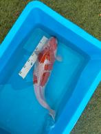 Te koop, Karper of Koi