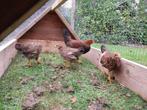 Jonge Welsumer kriel 1 haar en 3 kippen, Dieren en Toebehoren, Pluimvee, Vrouwelijk, Kip