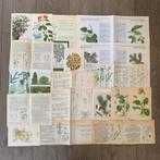 Themapakket ‘botanisch’ 60 stuks, Hobby en Vrije tijd, Scrapbooking, Ophalen of Verzenden, Gebruikt, Papier of Karton, Overige merken