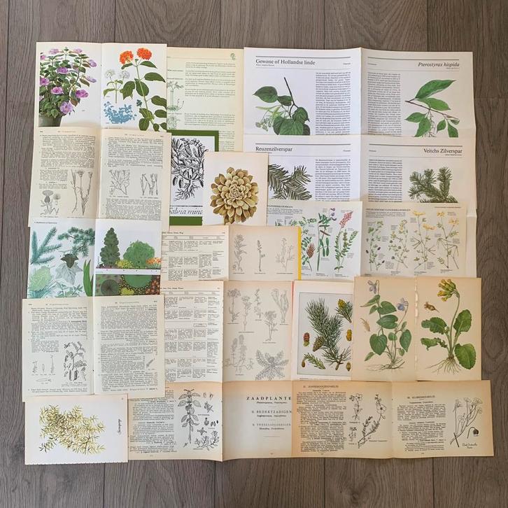 Themapakket ‘botanisch’ 60 stuks, Hobby en Vrije tijd, Scrapbooking, Gebruikt, Papier of Karton, Overige merken, Ophalen of Verzenden