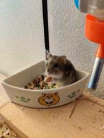 Schattige tamme dwerghamsters, Dieren en Toebehoren, Hamster, December, Meerdere dieren, Tam