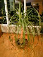 Beaucarnea recurvata - Olifantspoot, Tuin en Terras, Ophalen of Verzenden, Overige soorten, Volle zon