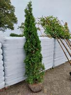 Thuja Smaragd 225-250cm - Prachtige Conifeer!, Tuin en Terras, Planten | Bomen, Ophalen, Bloeit niet, Halfschaduw, Overige soorten