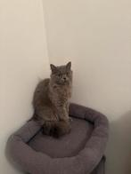 britse korthaar/langhaar, Dieren en Toebehoren, Poes