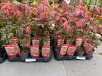 Acer Palmatum Japanse esdoorn, Ophalen of Verzenden, Bloeit niet, Overige soorten, Halfschaduw