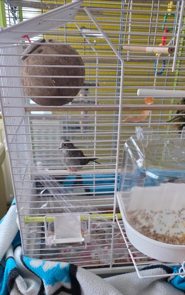 Diamantduifje, Dieren en Toebehoren, Vogels | Duiven, Overige soorten, Mannelijk