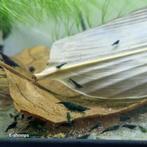 Neocaridina garnalen Green Jade, Kreeft, Krab of Garnaal, Zoetwatervis, Schoolvis
