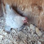 Sabelpoot, Dieren en Toebehoren, Pluimvee, Vrouwelijk, Kip