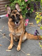 Mooie Duitse herder te koop, Dieren en Toebehoren, Honden | Herdershonden en Veedrijvers, 6 jaar of ouder, Teef, CDV (hondenziekte)