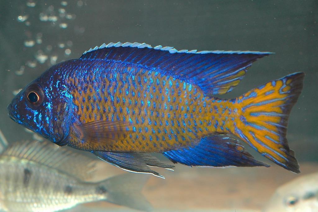 Ontdek ons uitgebreid assortiment Malawi cichlide 50soorten, Dieren en Toebehoren, Vis