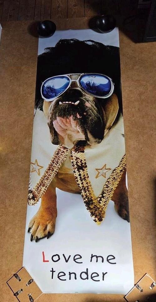 Poster: Bulldog als Elvis Presley - Love me tender - 158x53, Minder dan 50 cm, Ophalen of Verzenden, Zo goed als nieuw, Foto of Poster